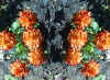 asta_orange_flr.jpg (75045 bytes)