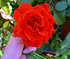 roseInHand.gif (51971 bytes)