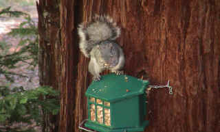 Michelle loves watching the squirrels snatch up peanuts.