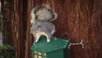 Michelle loves watching the squirrels snatch up peanuts.