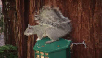 Michelle loves watching the squirrels snatch up peanuts.