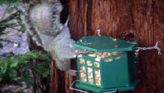 Michelle loves watching the squirrels snatch up peanuts.