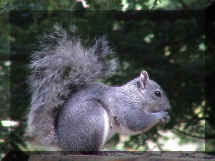 Squirrels love peanuts.