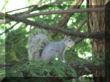 Squirrels love peanuts.