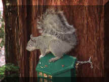 Squirrels love peanuts.