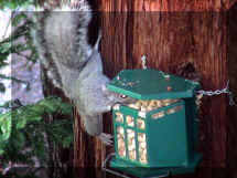 Squirrels just love their peanuts, and it is a blast to watch them as they figure out how to get in there and start gobbling.